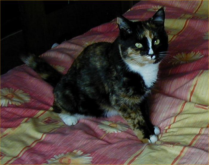 Photo: Have You Seen This Missing Cat? - Blackie From Mey Terrace/Pennyland area of Thurso