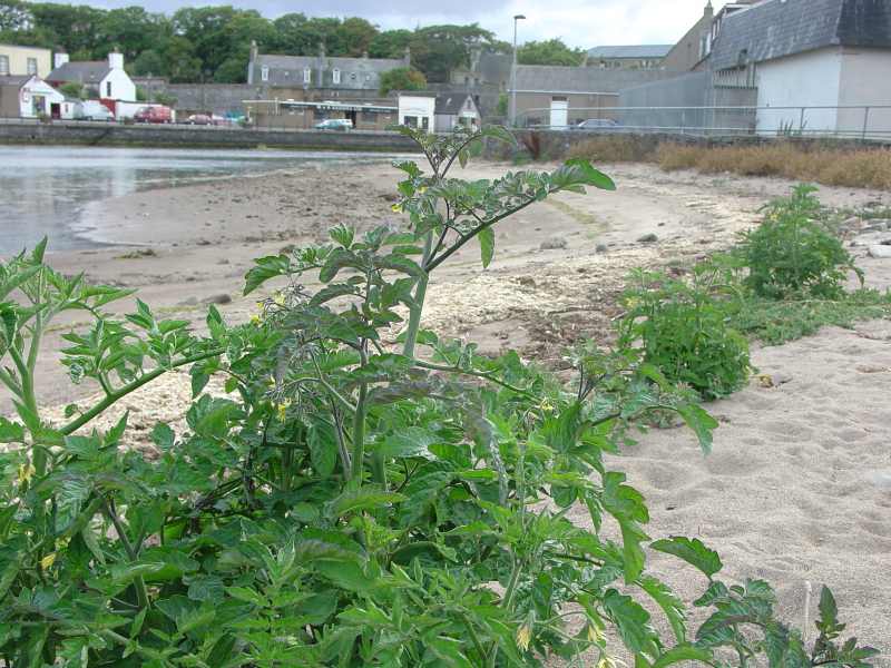 Photo: Wick River Tomatoes