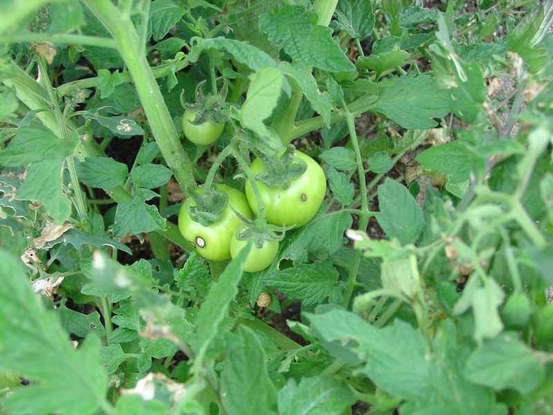 Photo: Wick River Tomatoes