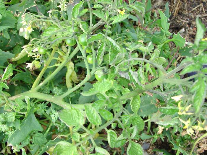 Photo: Tomatoes On the Wick River 11 September 2004