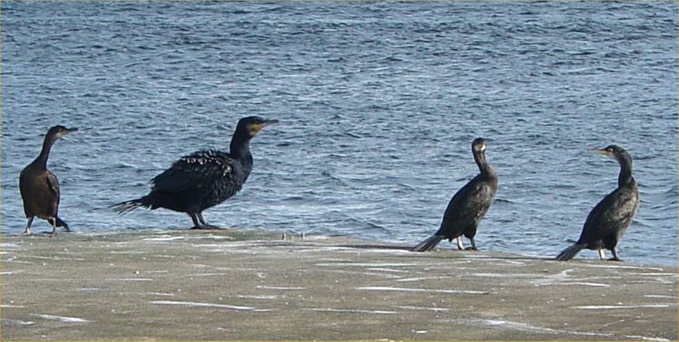 Photo: Cormorants Gather Daily On the Pier At Wick Harbour