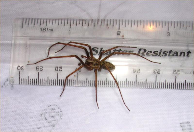 Photo: Spider found In House At Shebster - Can Anyone Identify?