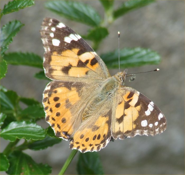 Photo: Butterfly In A Caithness Garden