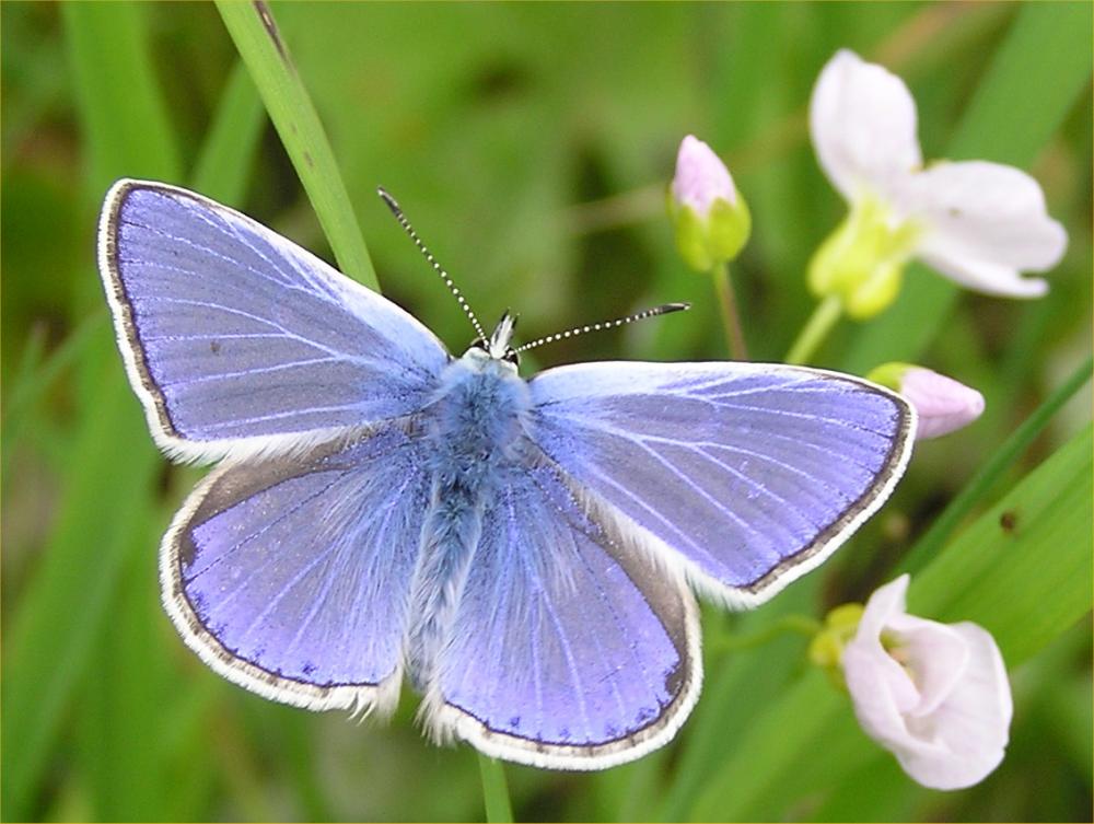 Photo: Common Blue Butterfly At Dunnet Woods