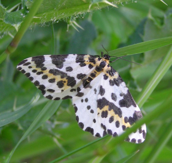 Photo: Magpie Moth - Abraxas grossulariata