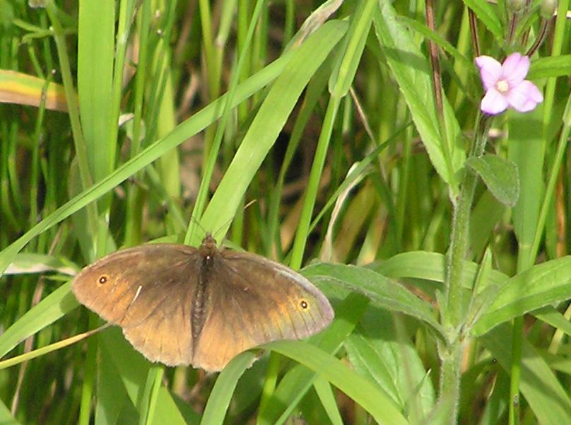 Photo: Meadow Brown Butterfly - Maniola jurtina