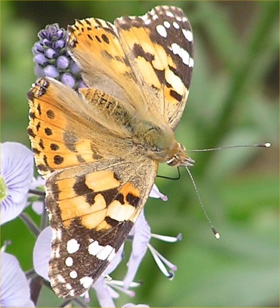 Photo: Painted Lady Butterfly