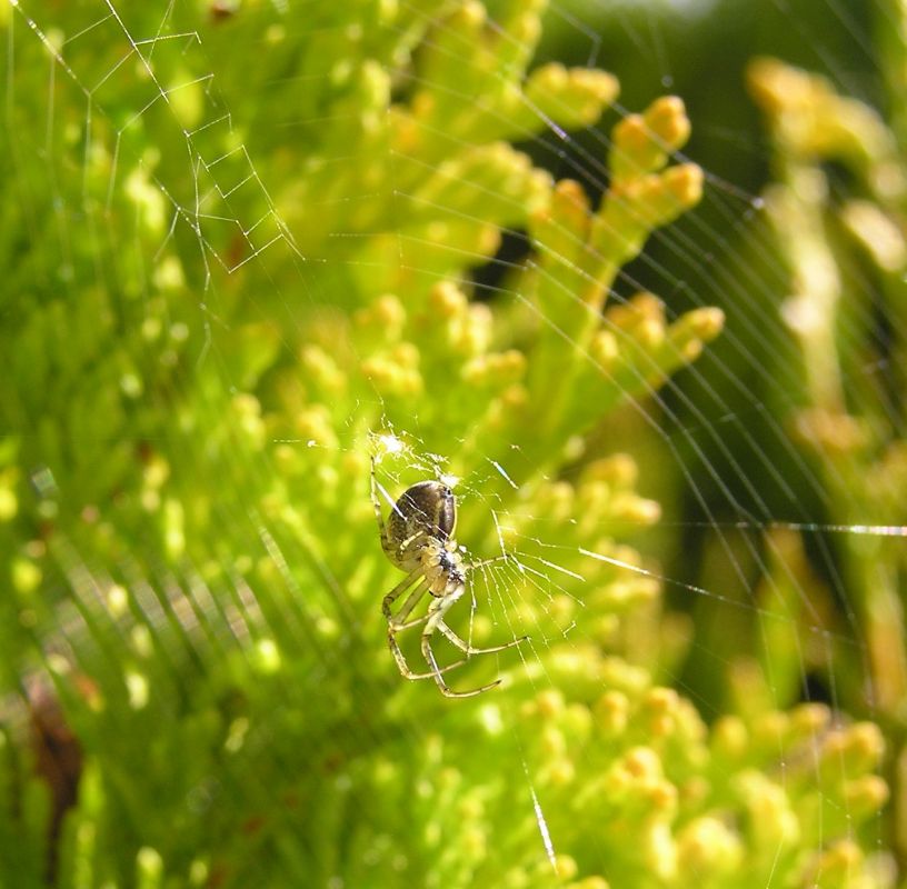 Photo: Garden Spider