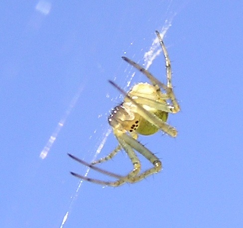 Photo: Garden Spider