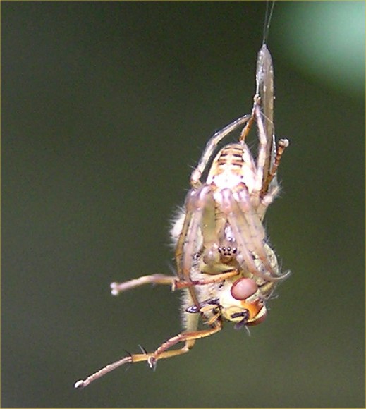 Photo: Spider Versus Fly