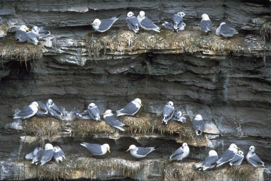 Photo: Cliffs BusyIn Nesting Season