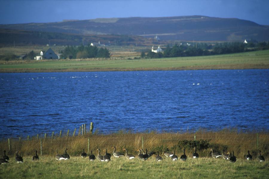 Photo: Geese At St Johns Loch