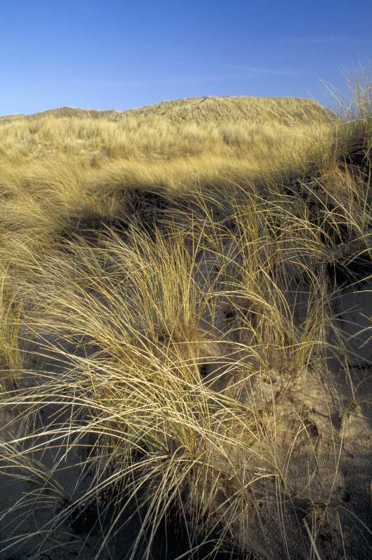 Photo: Sand Dunes At Dunnet Bay