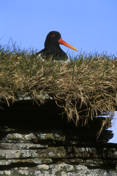 Photo: Oyster Catcher