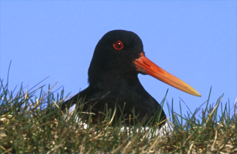 Photo: Oyster Catcher