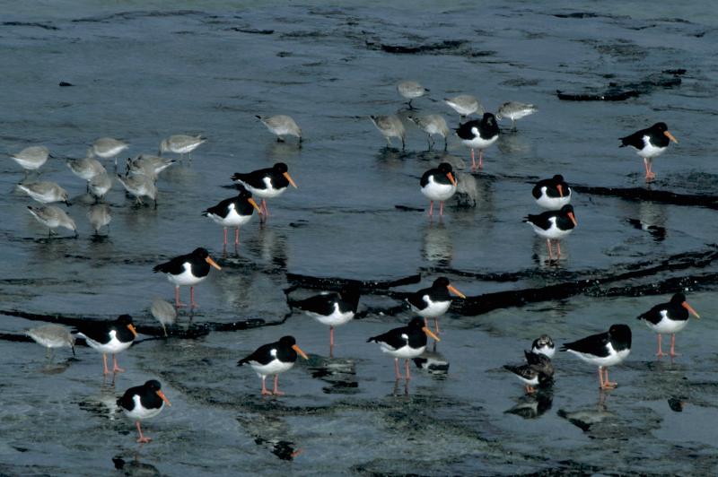 Photo: Oyster Catchers And Sanderlings
