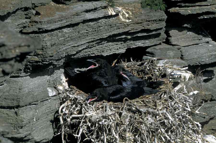 Photo: Ravens On The Nest
