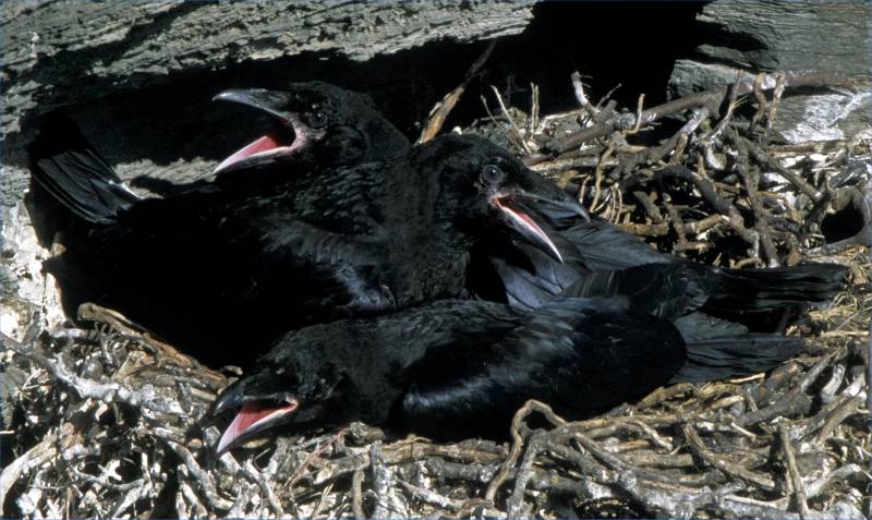 Photo: Ravens On The Nest