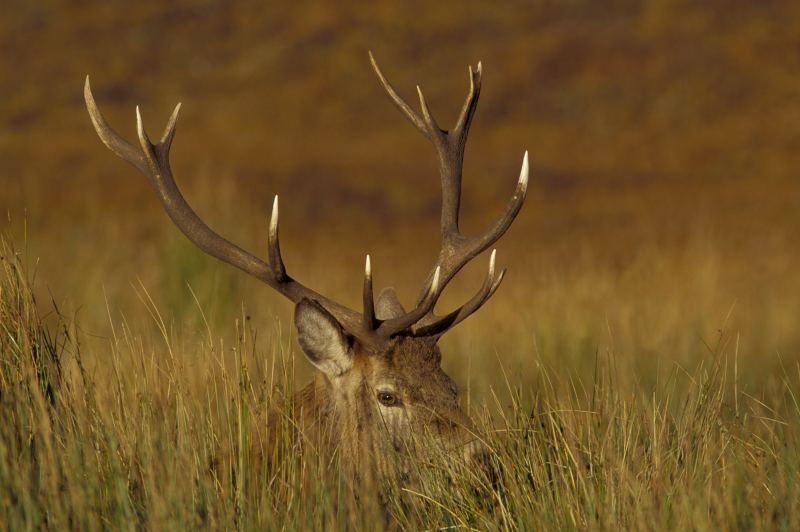 Photo: Red Deer Stag