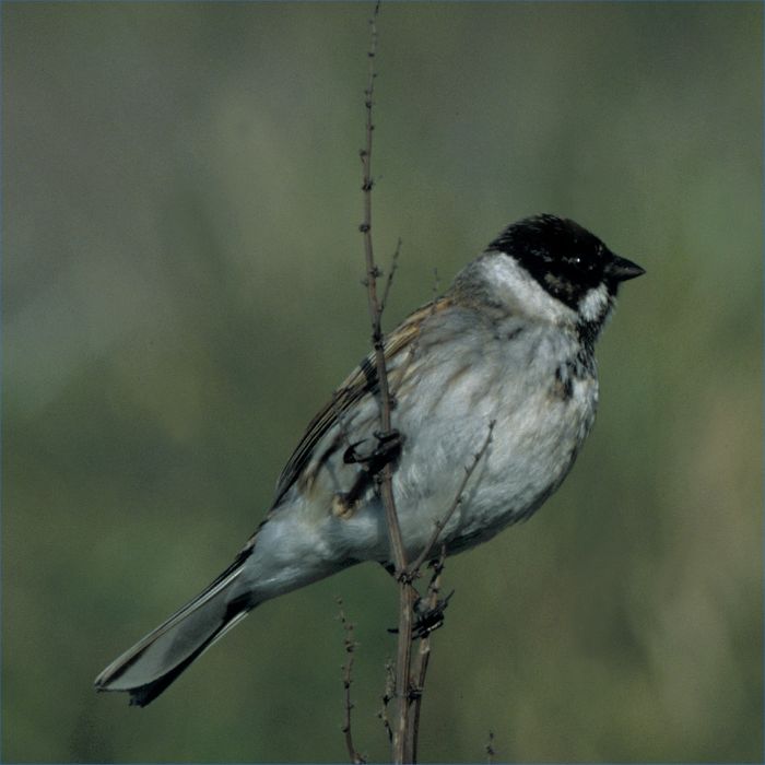 Photo: Reed Bunting