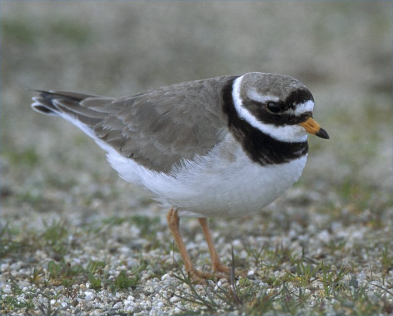 Photo: Ringed Plover