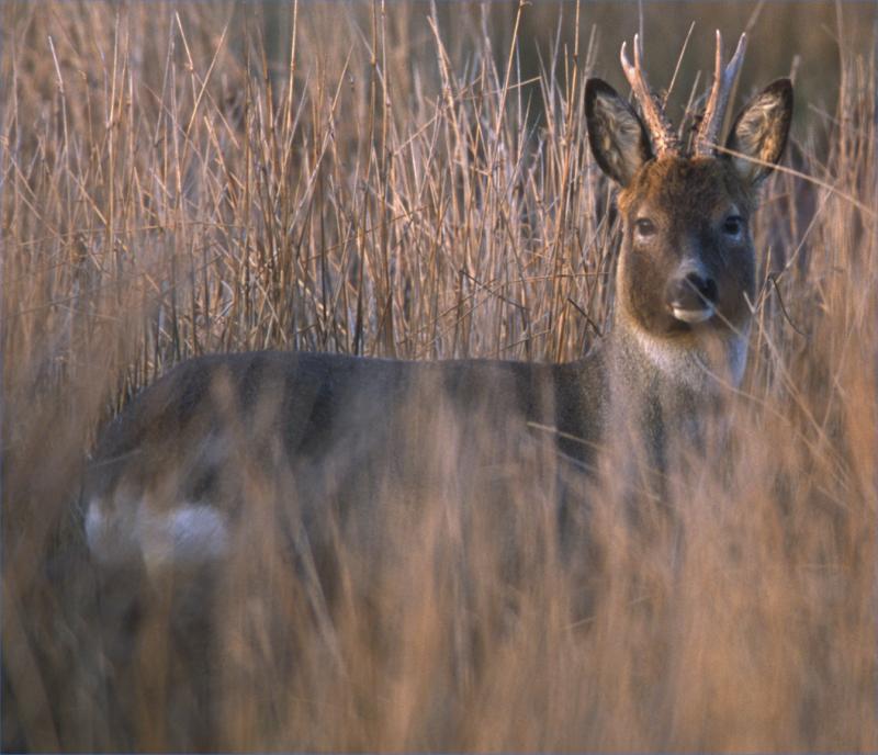Photo: Roe Deer