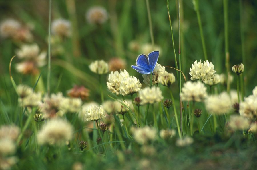 Photo: Common Blue On Clover