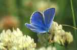 Common Blue Buttefly