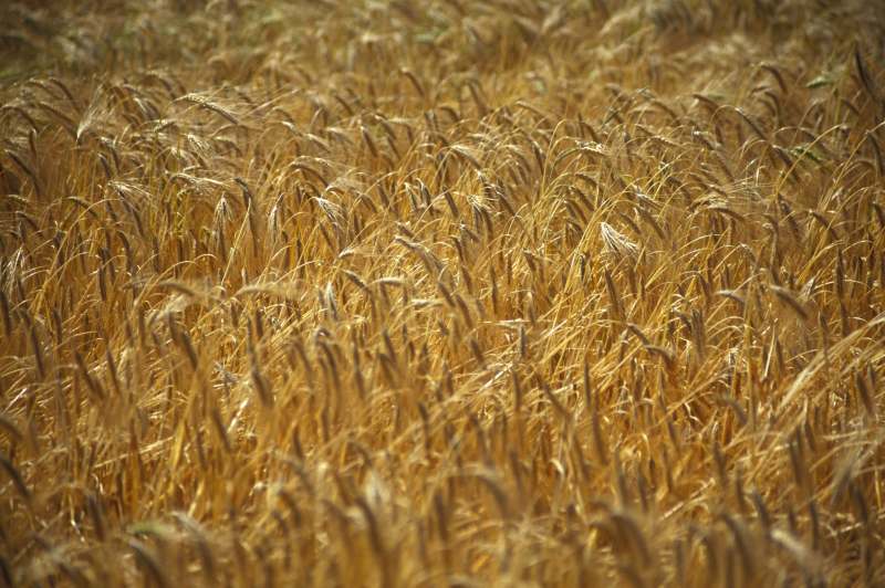 Photo: Field Of Barley