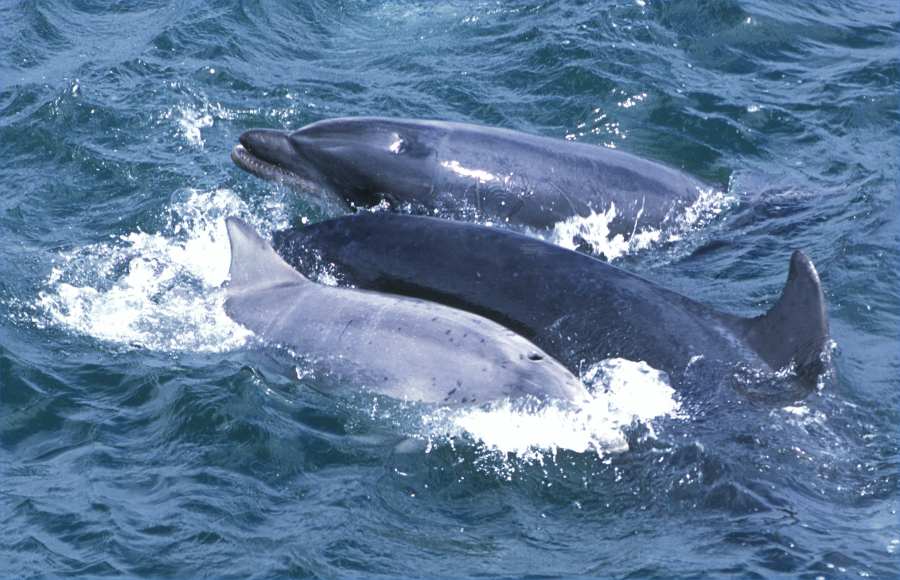 Photo: Bottlenose Dolphins
