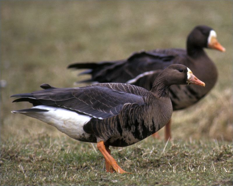 Photo: Greenland Geese