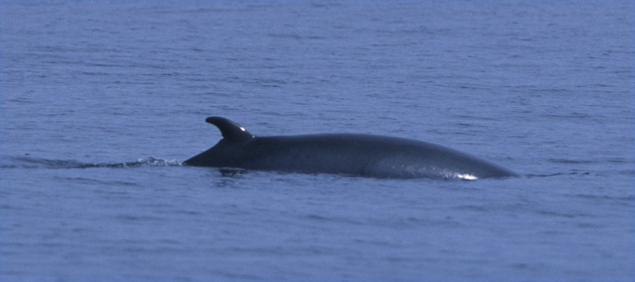 Photo: Minke Whale