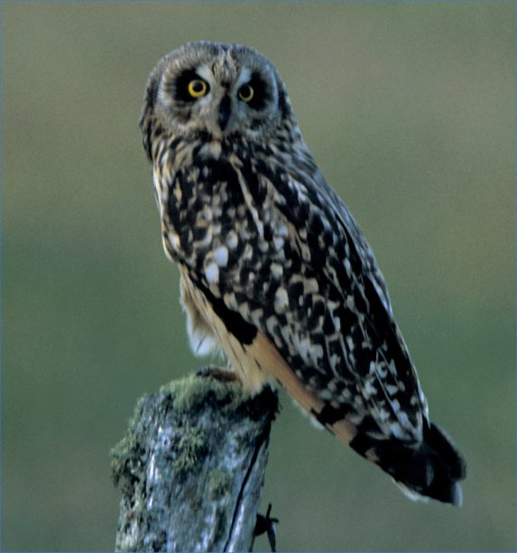 Photo: Tawny Owl