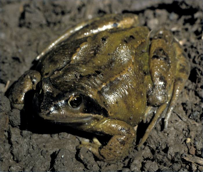 Photo: Toad
