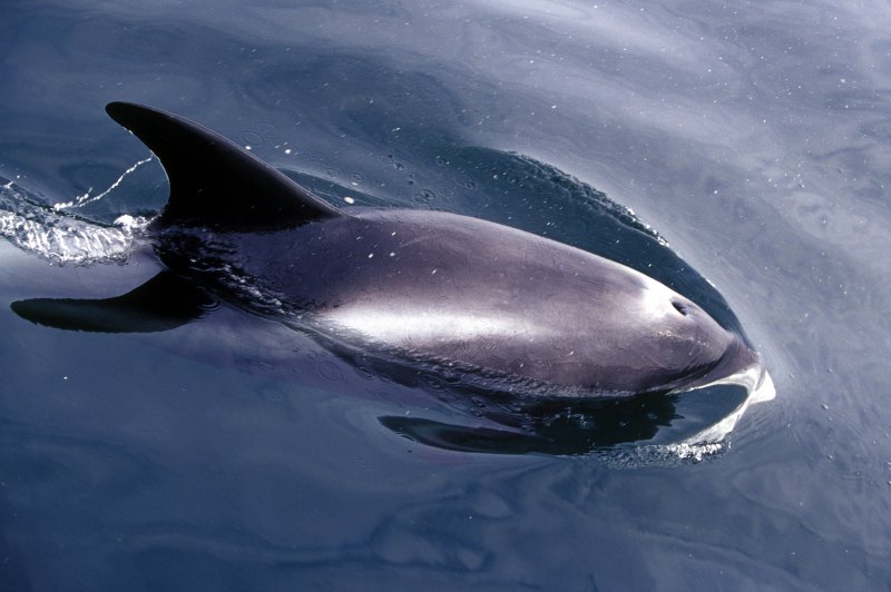 Photo: Whitebeaked Dolphin