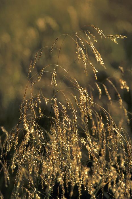 Photo: Backlit Grass