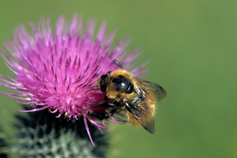 Photo: Bee On A Thistle