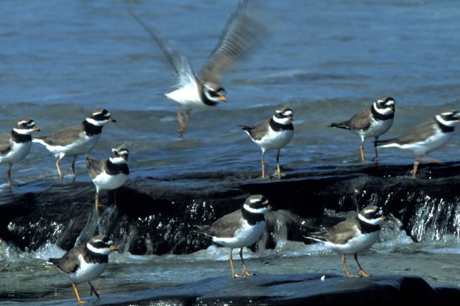 Photo: Ringed Plovers