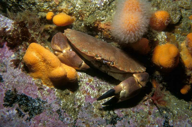 Photo: Brown Crab