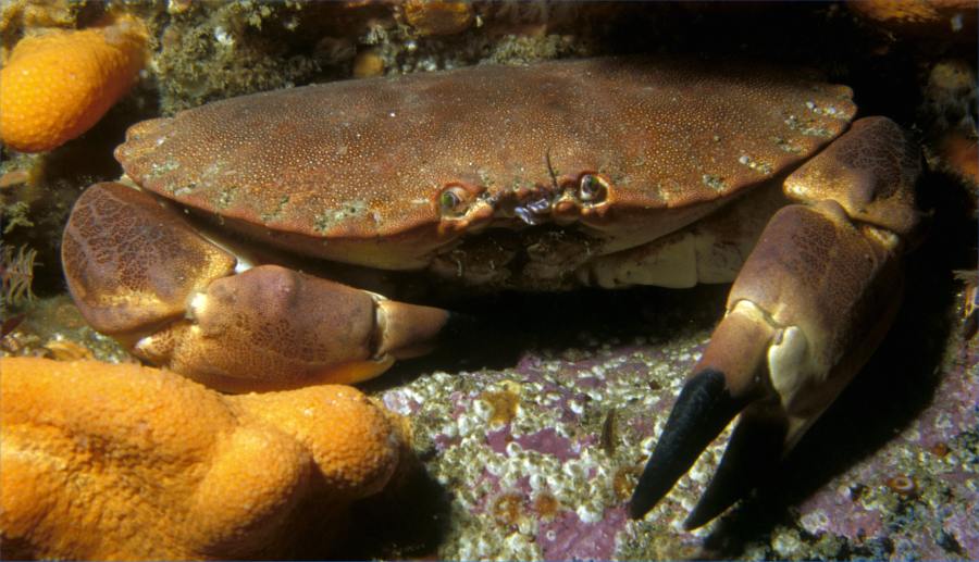 Photo: Brown Crab
