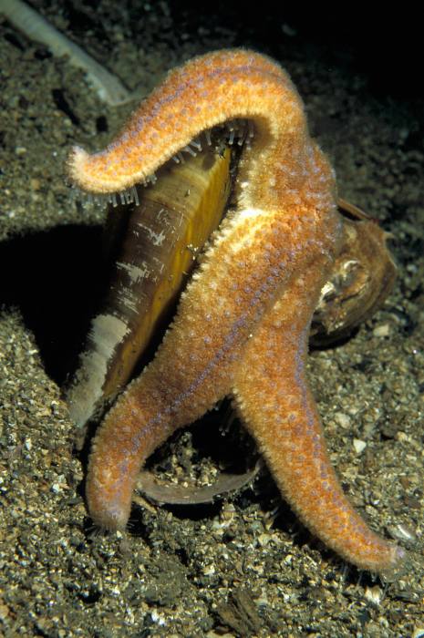 Photo: Common Starfish