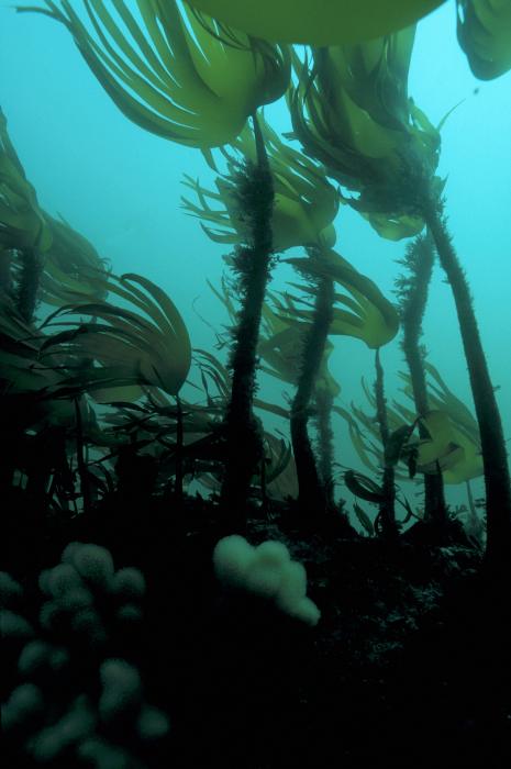 Photo: Kelp Forest And Soft Corals