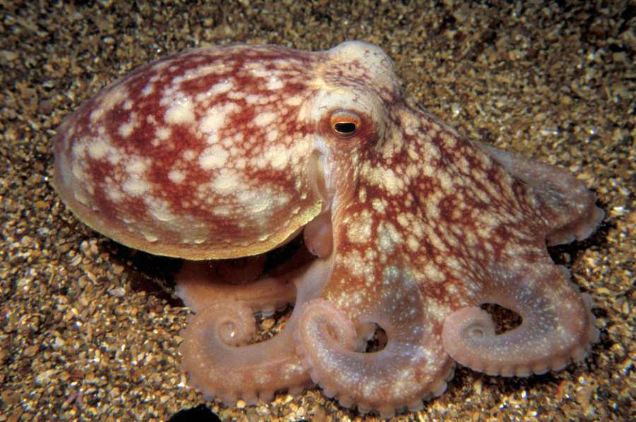 Photo: Lesser Octopus