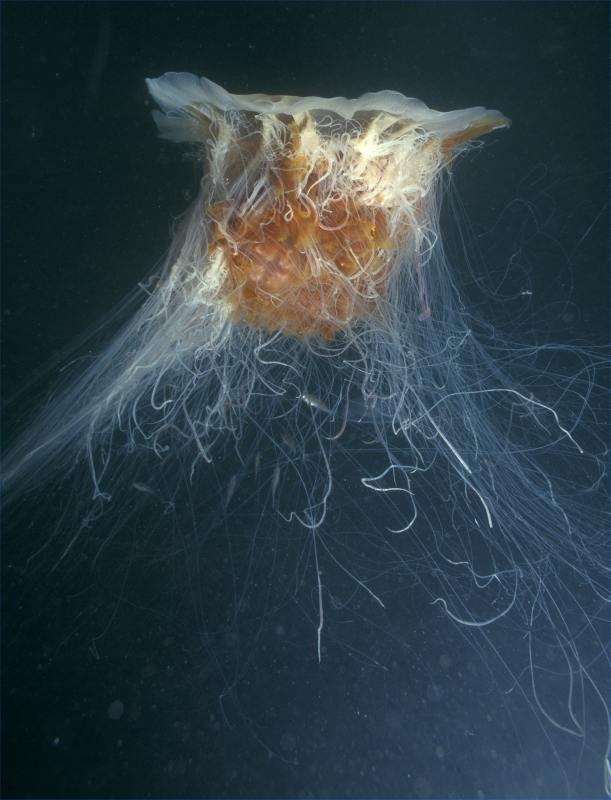Photo: Lions Mane Jellyfish
