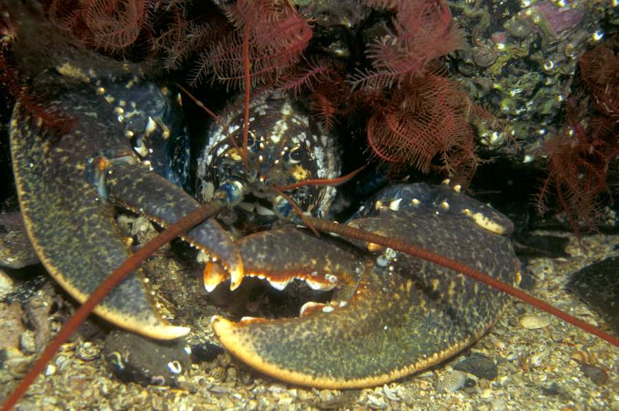 Photo: Lobster And Featherstars