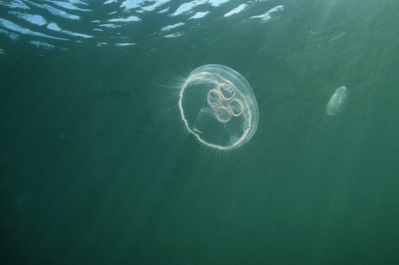 Photo: Moon Jellyfish