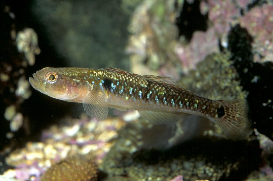 Photo: Spotted Goby