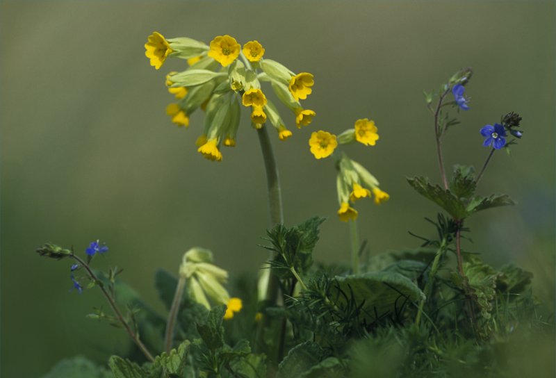 Photo: Cowslip With Speedwell
