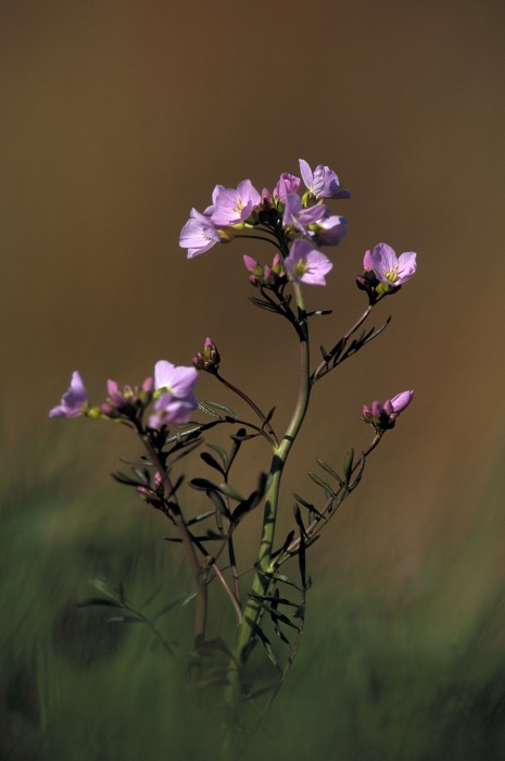 Photo: Cuckoo Flower