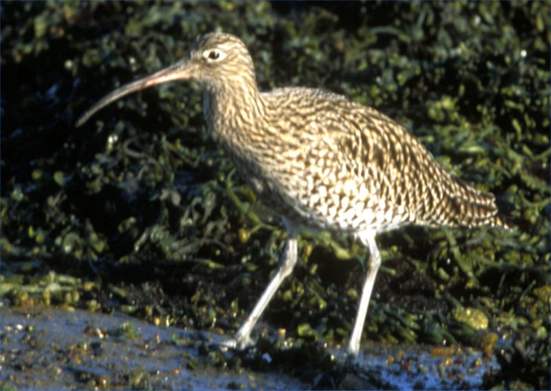 Photo: Curlew